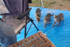 Grillen-Katzen