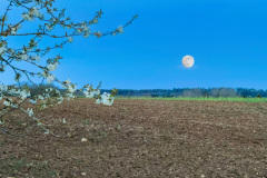 Vollmond-Blueten-neu