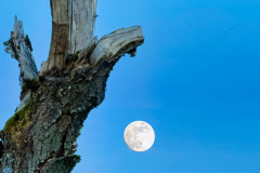 Vollmond-toter-Baum