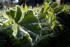 Frost_Polar_3