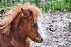 Le-Pilat-3-Shetland-Pony