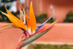 Paradiesblume
