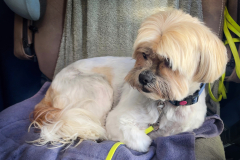 Tommy-nach-Friseur