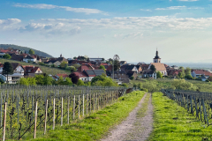 Weyher-4